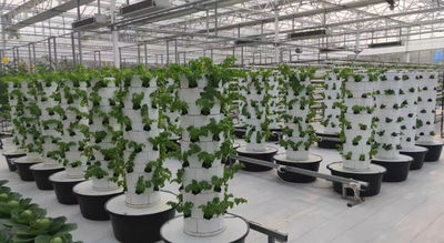 Jilin C-More Farming Technology Limited
