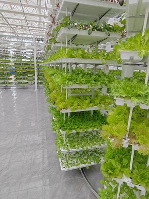 Agriculture verticale végétation suspendue Agriculture hydroponique intelligente