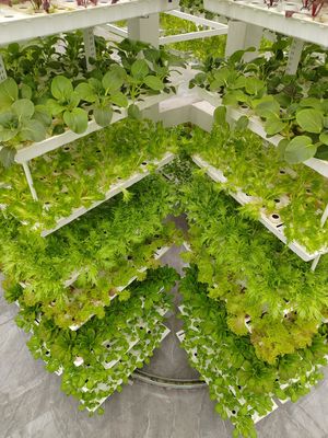 Agriculture verticale végétation suspendue Agriculture hydroponique intelligente