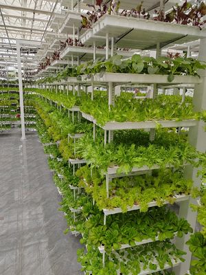 Agriculture verticale végétation suspendue Agriculture hydroponique intelligente