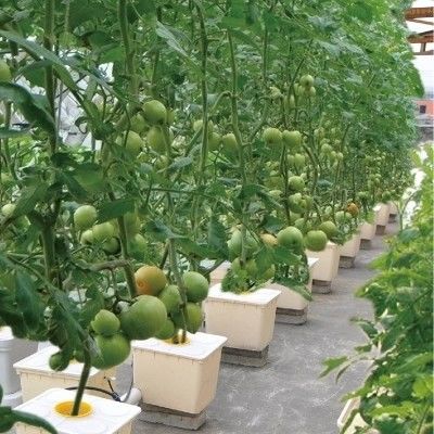 La culture hydroponique à l'aide d'un seau néerlandais pour la culture agricole en serre
