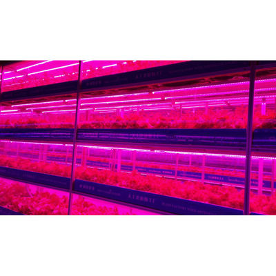 L'agriculture en serre et l'usine verticale pour l'agriculture moderne