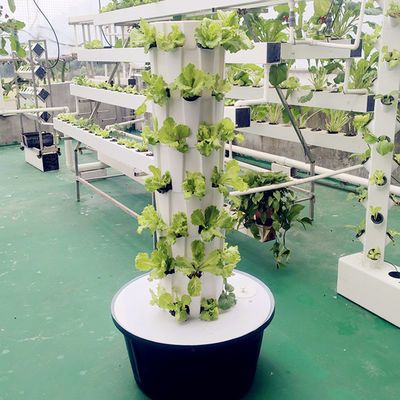 Systèmes de culture d'ananas hydroponiques à l'intérieur et à l'extérieur