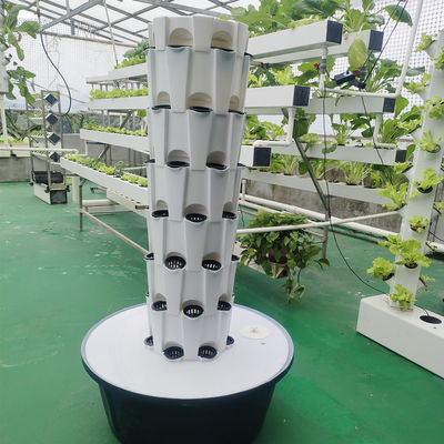 Systèmes de culture d'ananas hydroponiques à l'intérieur et à l'extérieur