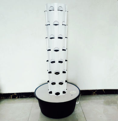 Systèmes de culture d'ananas hydroponiques à l'intérieur et à l'extérieur