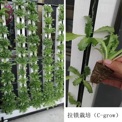 C-Growart Farm Système de culture hydroponique Cultiver sans sol pour la croissance des plantes