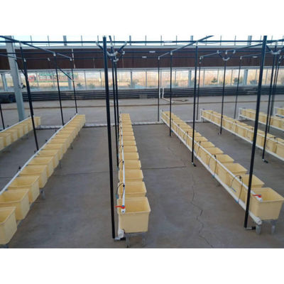 Hydroponie en plastique Bouteilles néerlandaises Bato Systèmes de culture en bouteilles Agriculture