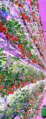 Système de culture verticale de la fraise en PVC pour les fruits