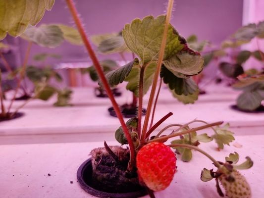 Système de culture verticale de la fraise en PVC pour les fruits