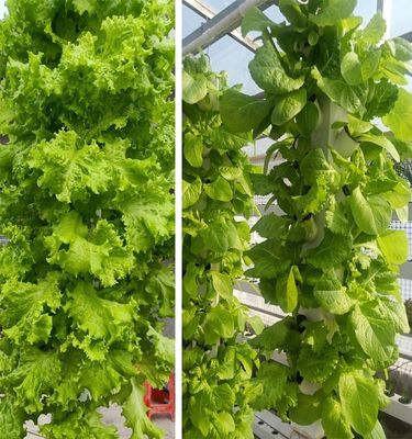 Hydroponie intelligente Jardin verticale Plantation de plantes à base de plantes Système de culture NFT