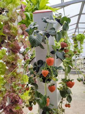 Hydroponie intelligente Jardin verticale Plantation de plantes à base de plantes Système de culture NFT