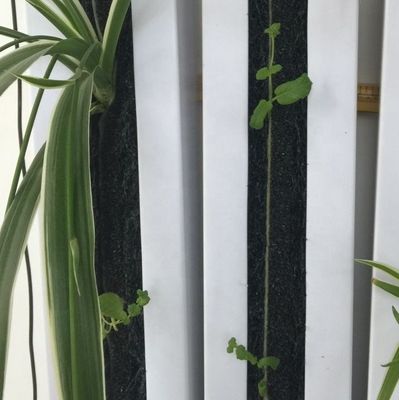 L'agriculture verticale hydroponique Zipgrow Towergarden est facile à utiliser